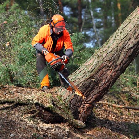 Tree Stump Removal